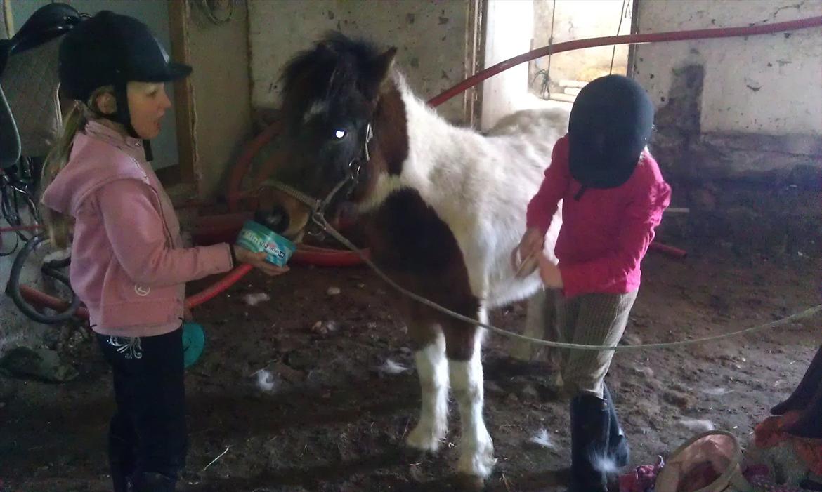 Anden særlig race Coco Star billede 14