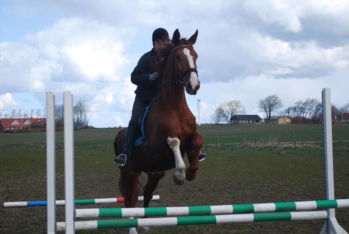 Anden særlig race Diesel R.I.P<3 billede 2