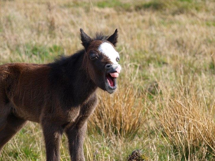 Welsh Mountain (sec A) Padesølund's  Appel Jack   SOLGT billede 4