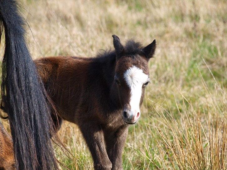 Welsh Mountain (sec A) Padesølund's  Appel Jack   SOLGT billede 6