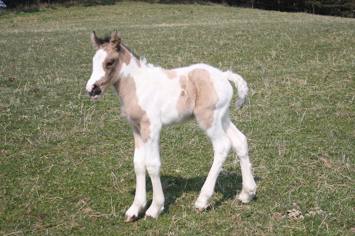 Irish Cob Li. Høngård´s Golden Calibér billede 9