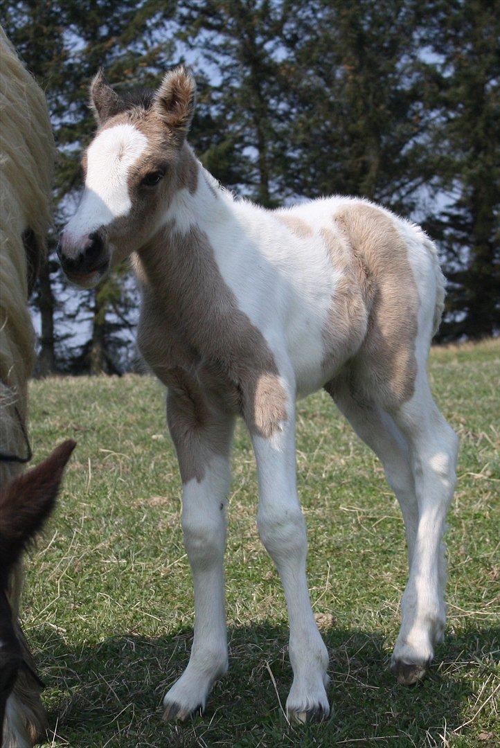 Irish Cob Li. Høngård´s Golden Calibér billede 10