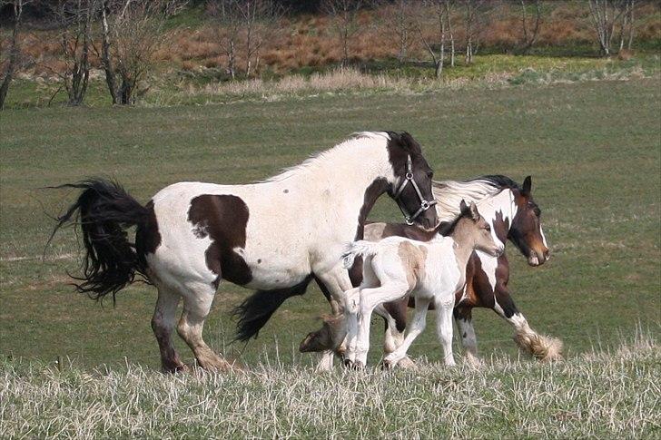 Irish Cob Li. Høngård´s Golden Calibér billede 11