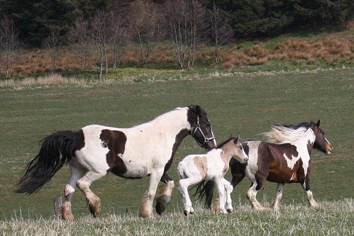 Irish Cob Li. Høngård´s Golden Calibér billede 12