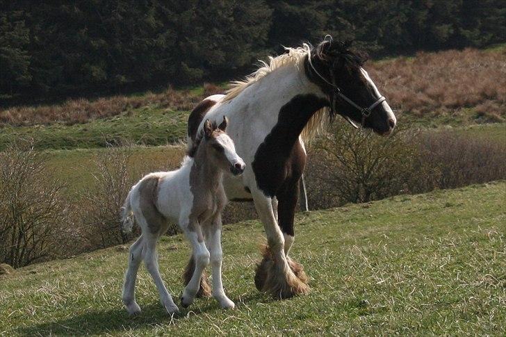 Irish Cob Li. Høngård´s Golden Calibér billede 13