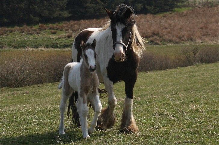 Irish Cob Li. Høngård´s Golden Calibér billede 14