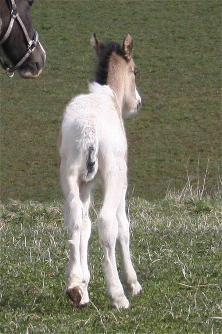 Irish Cob Li. Høngård´s Golden Calibér billede 15