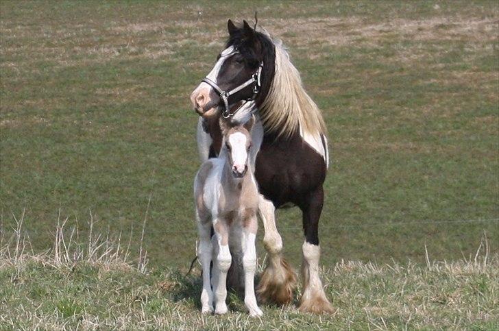 Irish Cob Li. Høngård´s Golden Calibér billede 16