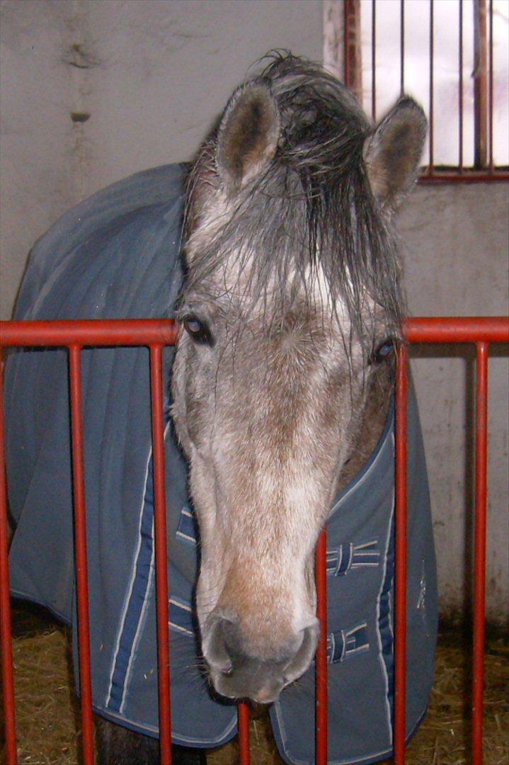 DSP Vasegaards Shanti - 2010. billede 4