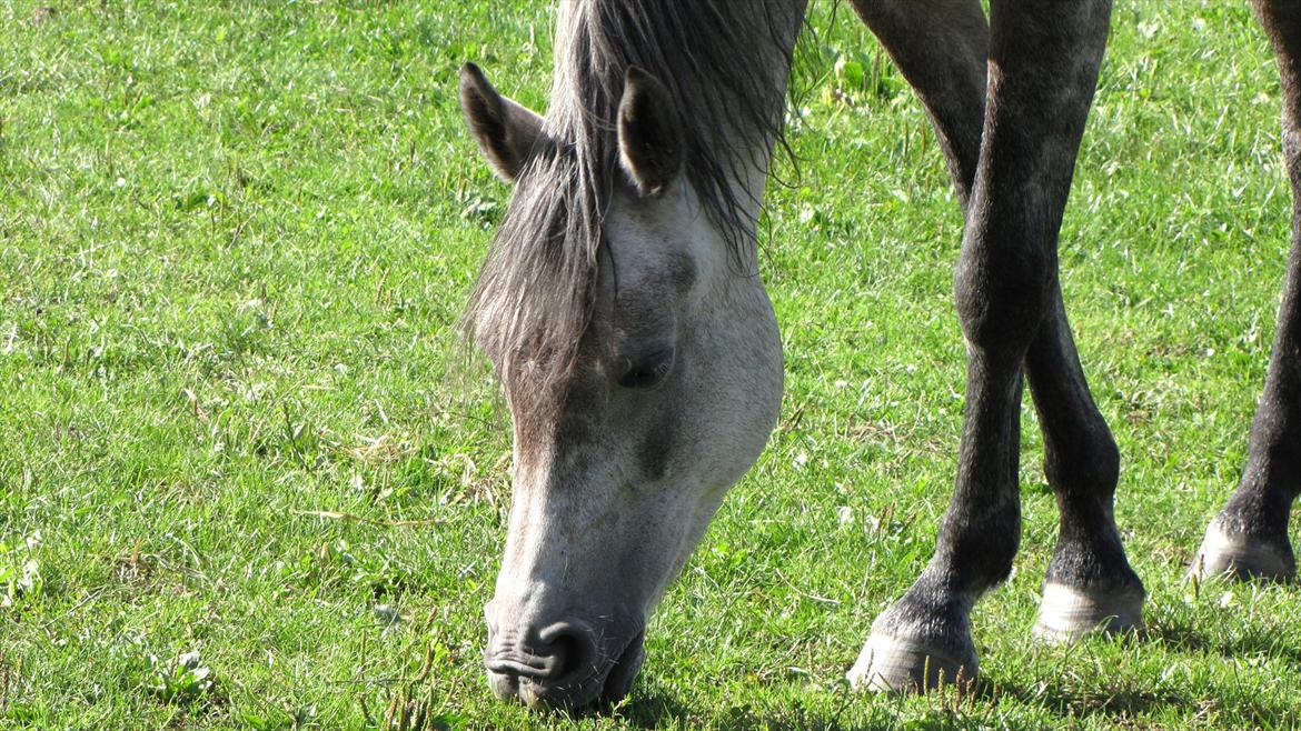 DSP Vasegaards Shanti - 2010. billede 3