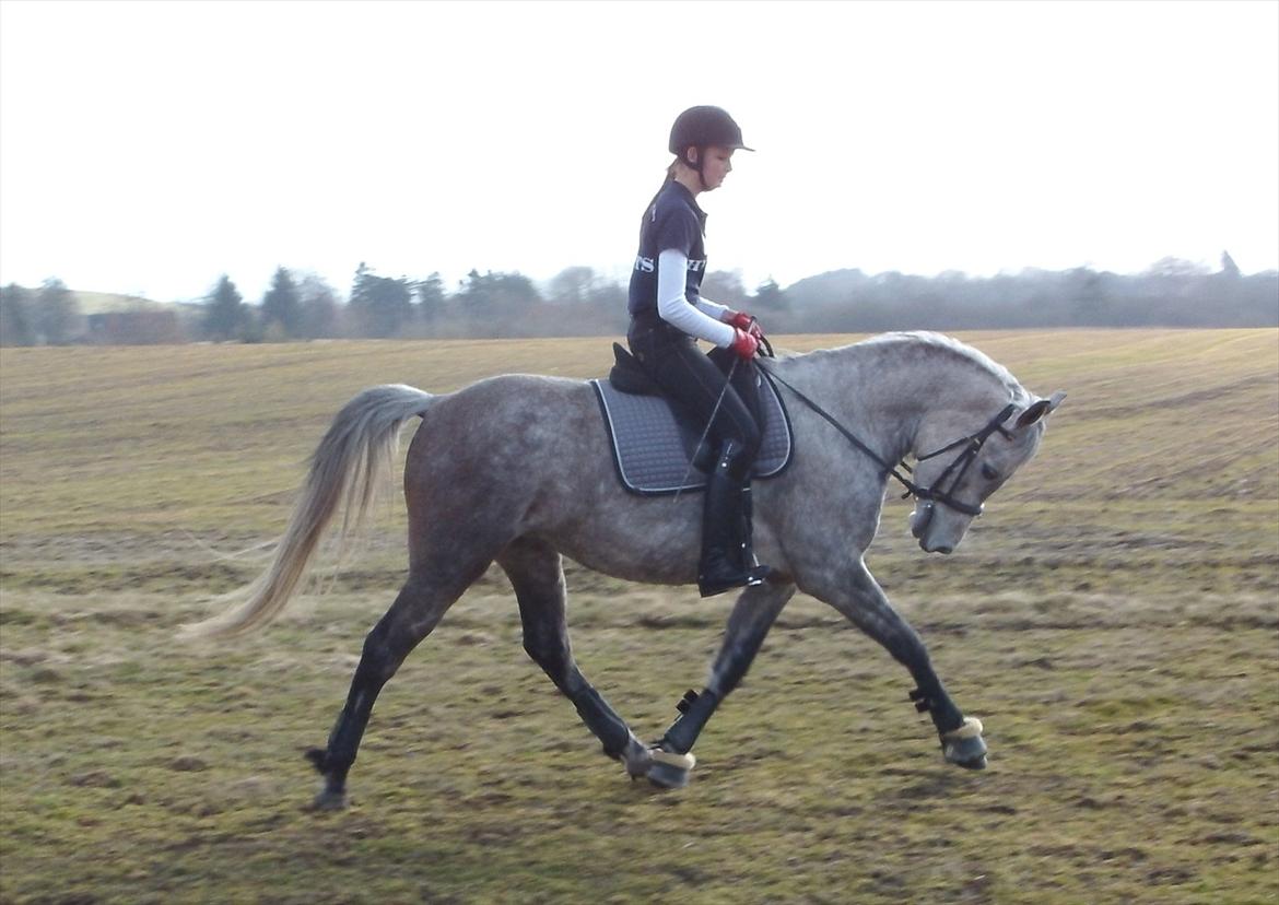 DSP Vasegaards Shanti - 2012. billede 7