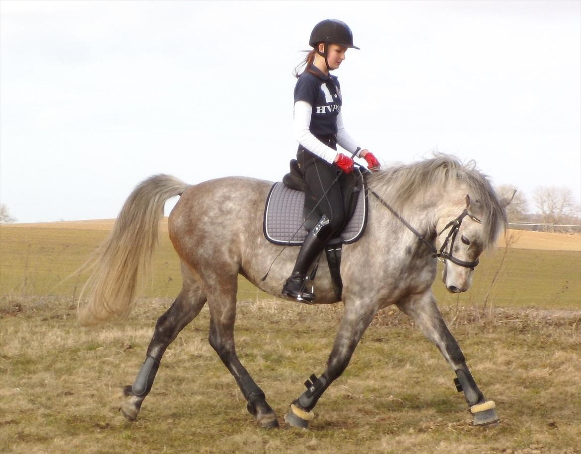 DSP Vasegaards Shanti - 2012. billede 8