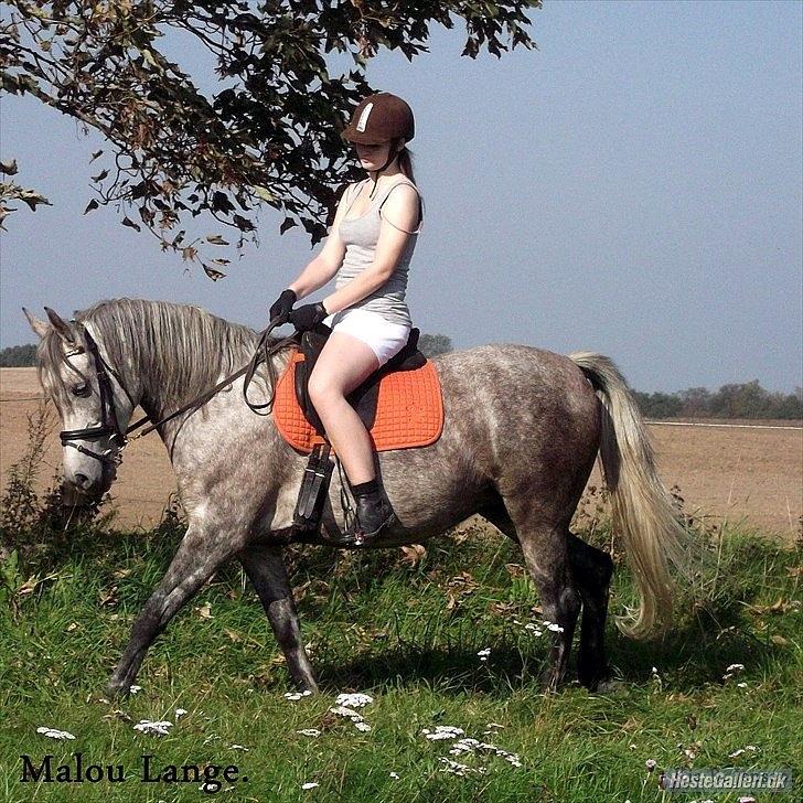 DSP Vasegaards Shanti - Med Malou. billede 12