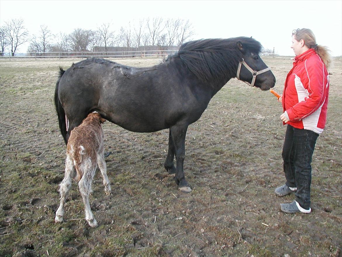 Islænder Grímséy fra Isfryd - madtid billede 20