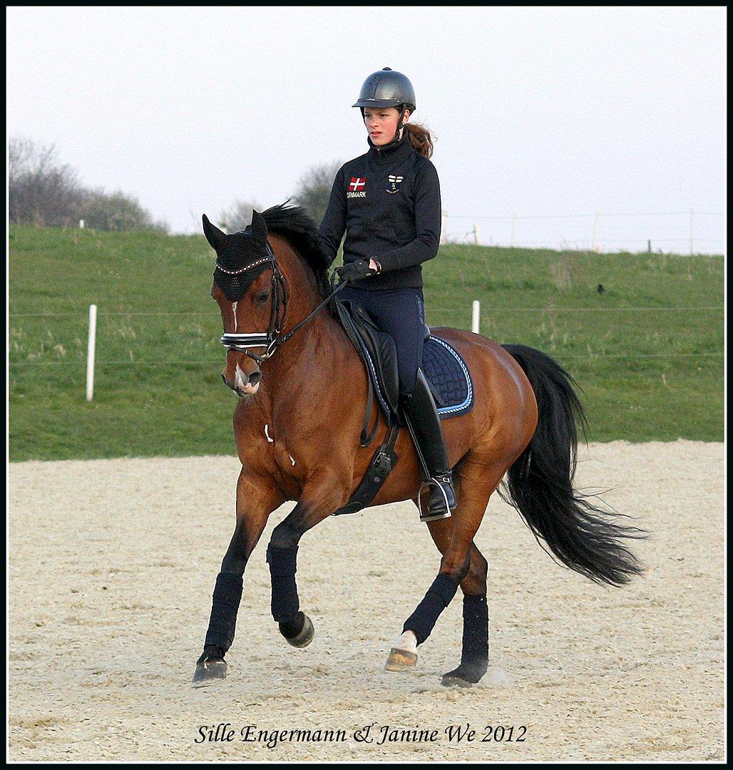 Tysk Sportspony Janine WE A-Pony billede 2