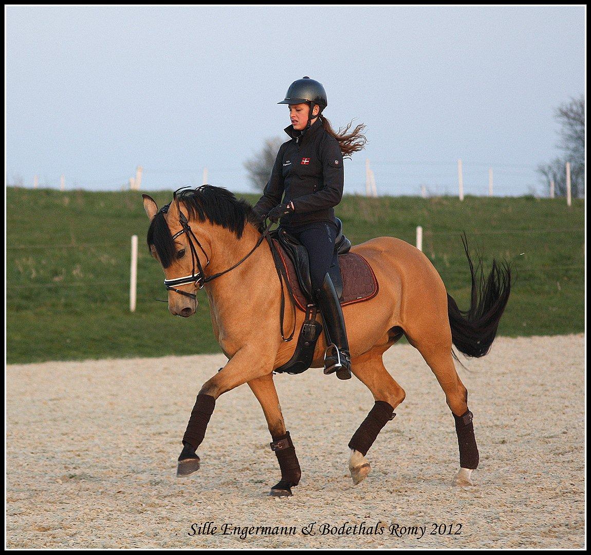 Tysk Sportspony Bodethal's Romy A-pony billede 2