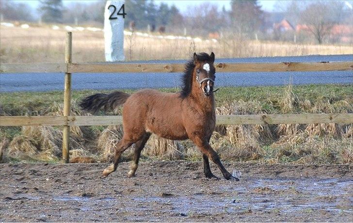 Anden særlig race Mosegaardens Surprice "lille mand" - 5 mdr. er jeg ikke lækker :)  billede 6