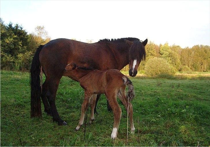Anden særlig race Mosegaardens Surprice "lille mand" - Den lille 1 dag gammel <3 billede 2
