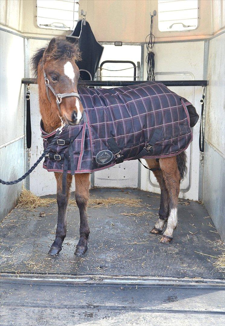 Anden særlig race Mosegaardens Surprice "lille mand" - for første gang i trailer :D billede 4