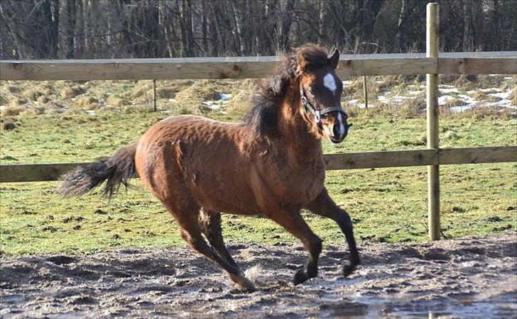 Anden særlig race Mosegaardens Surprice "lille mand" - 5 mdr. lækkerheden selv ! billede 7