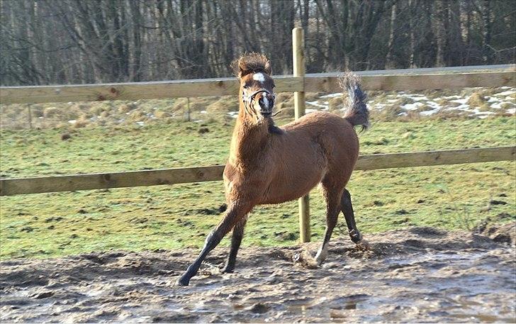 Anden særlig race Mosegaardens Surprice "lille mand" - 5 mdr. så selvsikker :D  billede 8