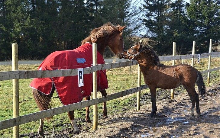 Anden særlig race Mosegaardens Surprice "lille mand" - ca. 5 mdr. Gammel
"der er min far jo :D" billede 5