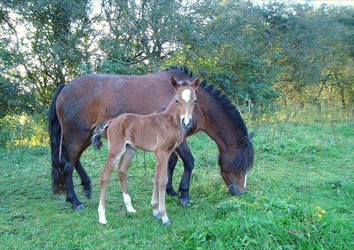 Anden særlig race Mosegaardens Surprice "lille mand" - 1 dag gammel <3 billede 3