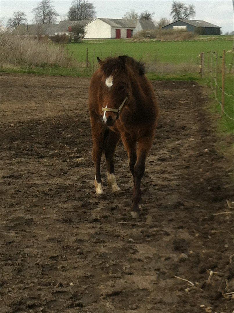 Anden særlig race Mosegaardens Surprice "lille mand" - 6 mdr. gammel nyt sted uden moar :/ billede 9