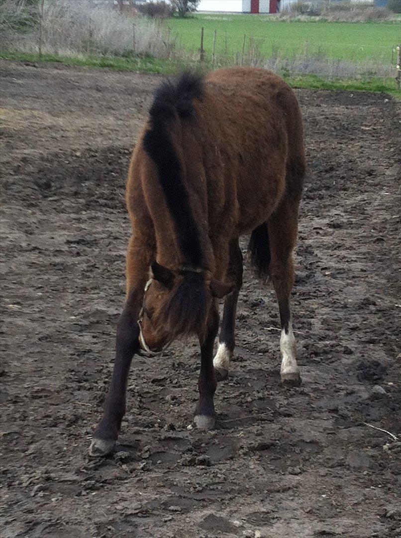 Anden særlig race Mosegaardens Surprice "lille mand" - 6 mdr. det klør :/ billede 10