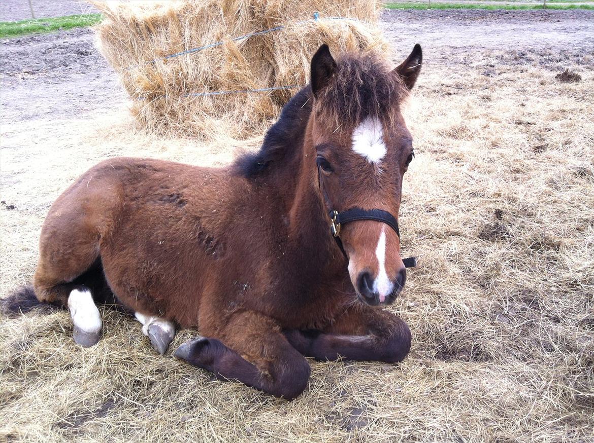 Anden særlig race Mosegaardens Surprice "lille mand" - 6 mdr. er træt i dag :/ billede 11