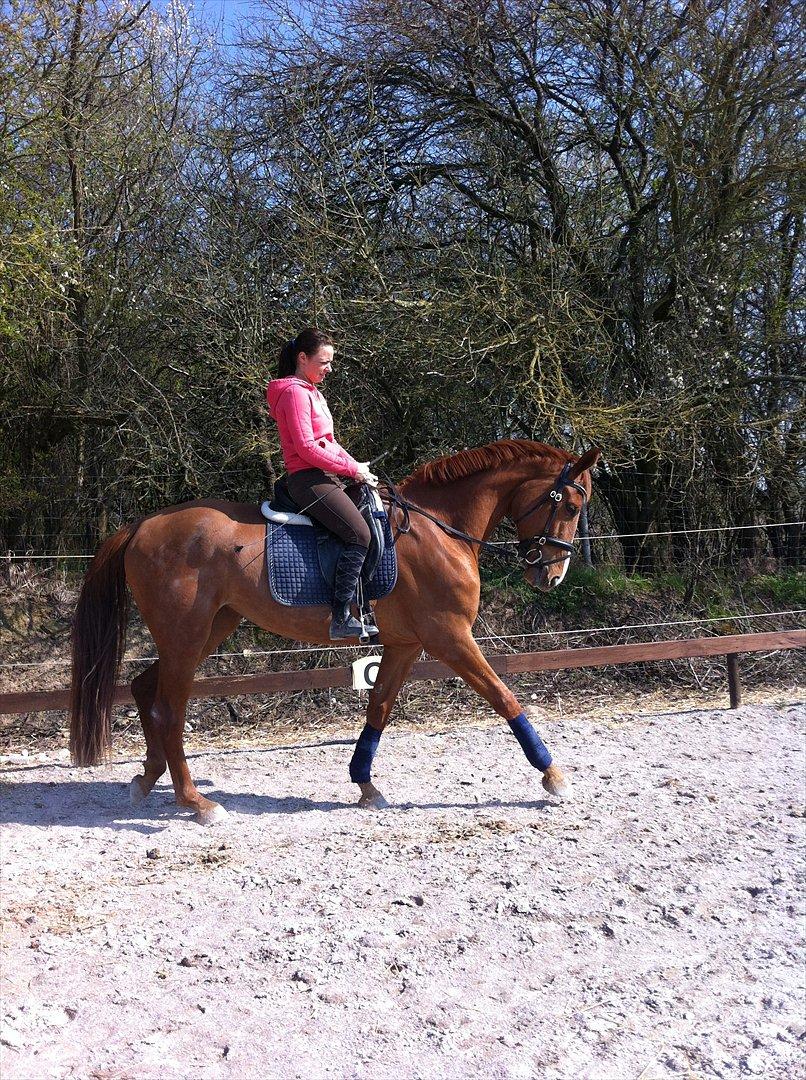 Anden særlig race | Tequila Sunrise «3 | R.I.P 25-06-2012 billede 1