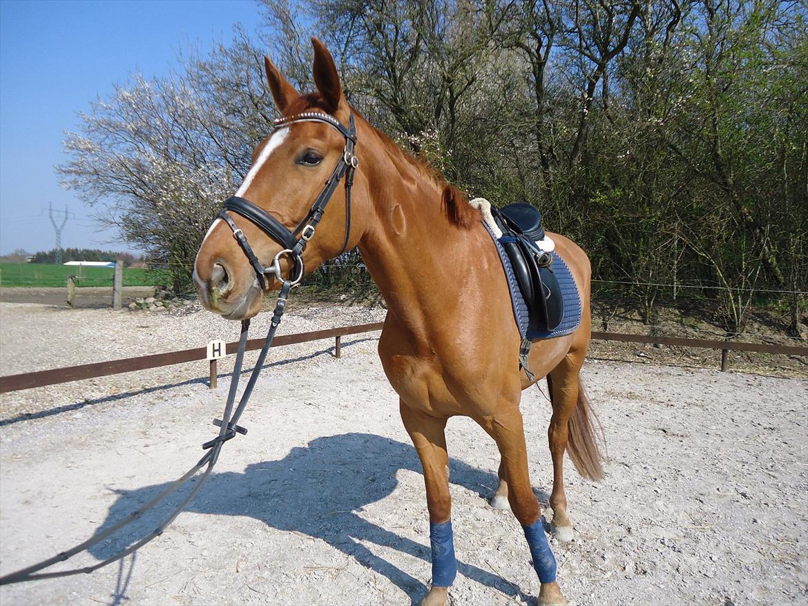 Anden særlig race | Tequila Sunrise «3 | R.I.P 25-06-2012 billede 6