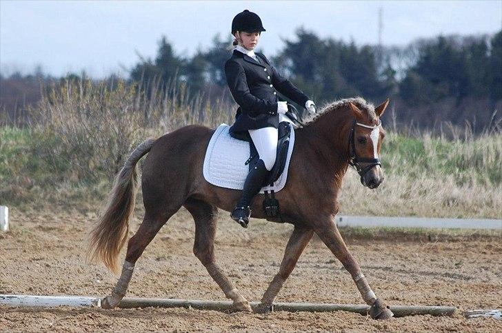 DSP BJ´S Eisia  - Første LB2, vandt klassen med 64%
-Perfekte Eisia!<3 billede 20