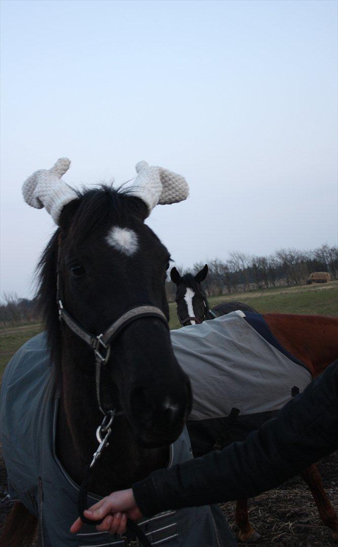 Dansk Varmblod Faunegårds Double (Bubbi) - Den bette pusser skal jo ikke fryse sine øre, så hun lånte da lige mine vanter (-; billede 15
