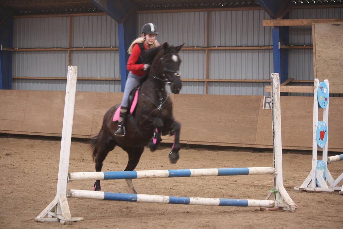 Dansk Varmblod Faunegårds Double (Bubbi) - Vi springer ikke højt, men pyt...... billede 16