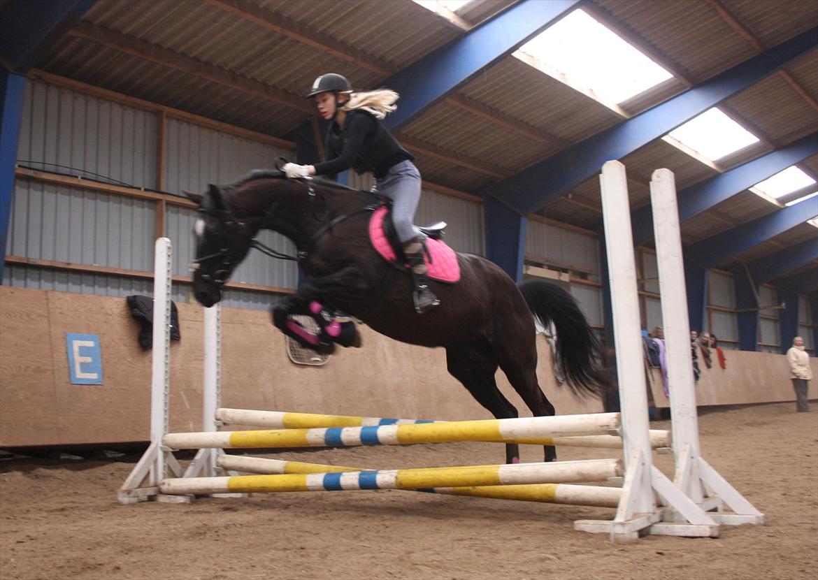 Dansk Varmblod Faunegårds Double (Bubbi) - .................... billede 17