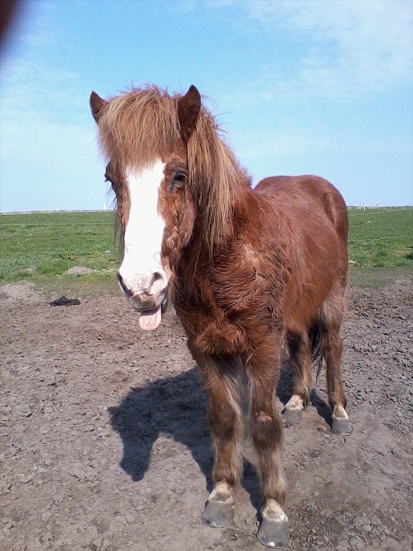 Islænder Pistill fra kirkjubæ | My soul mate<3 |  - Du er sær men det gør min kærlighed til dig endnu større! ♥ billede 12