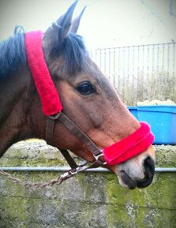 Welsh Cob (sec D) Ciska*prinsessen* [Red] billede 17