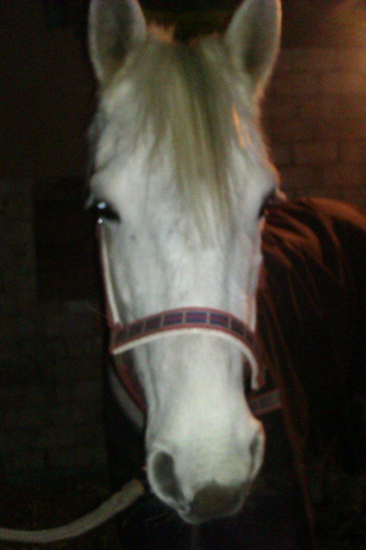 Anden særlig race olivia dressur prinssesen tidligere hest  - da jeg var ude og se hende for første gang billede 10