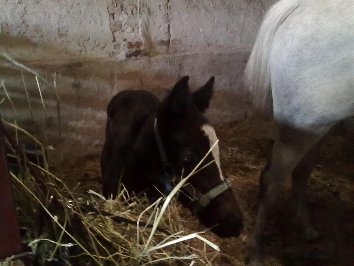 Anden særlig race Bjerregårds Eveline billede 13