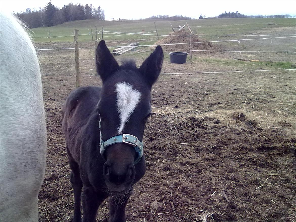 Anden særlig race Bjerregårds Eveline billede 15