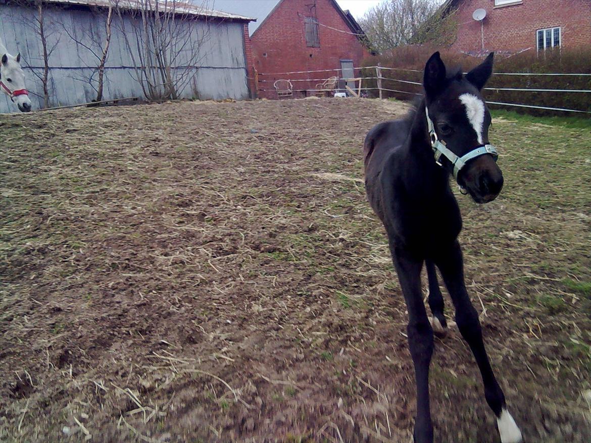 Anden særlig race Bjerregårds Eveline billede 16