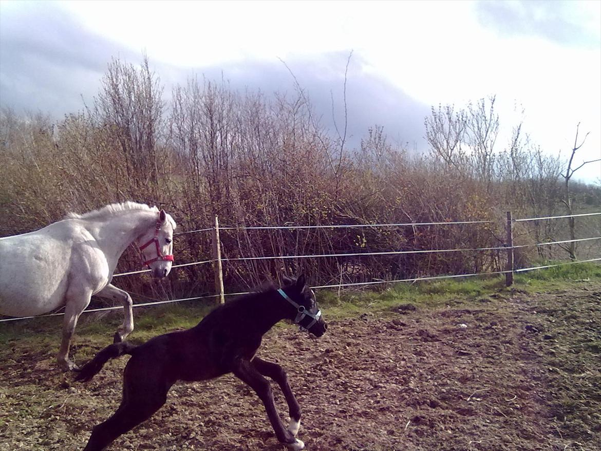 Anden særlig race Bjerregårds Eveline billede 17