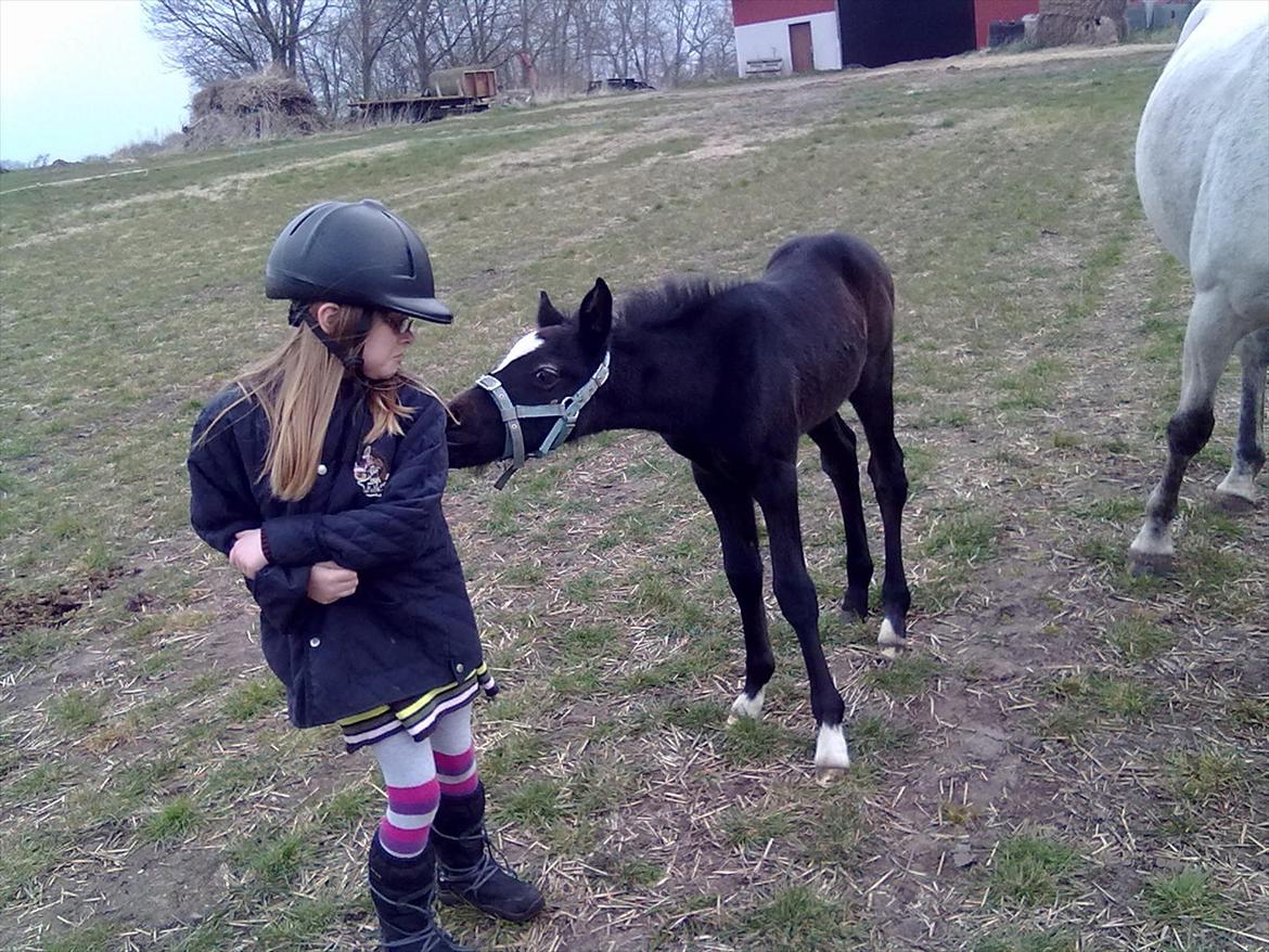 Anden særlig race Bjerregårds Eveline billede 18