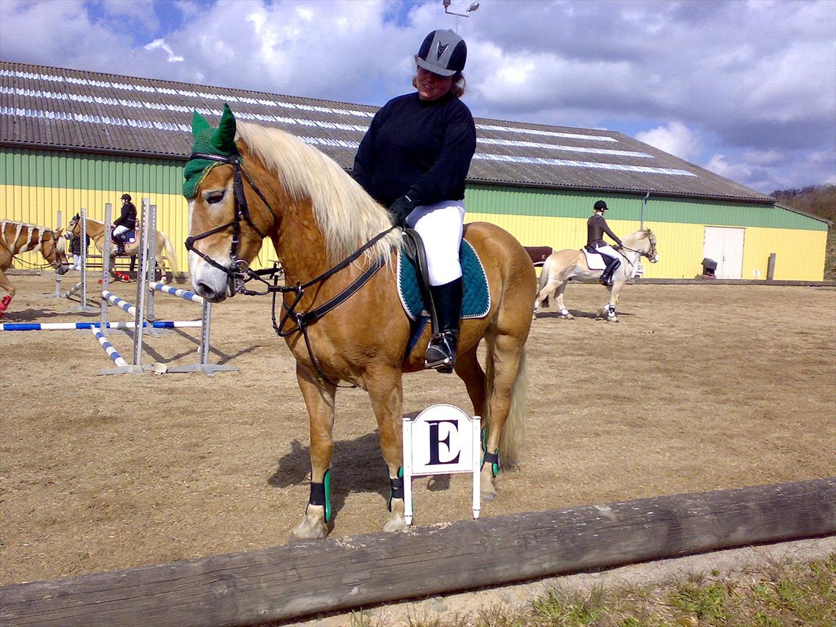 Haflinger Wolle Grønhøj billede 19