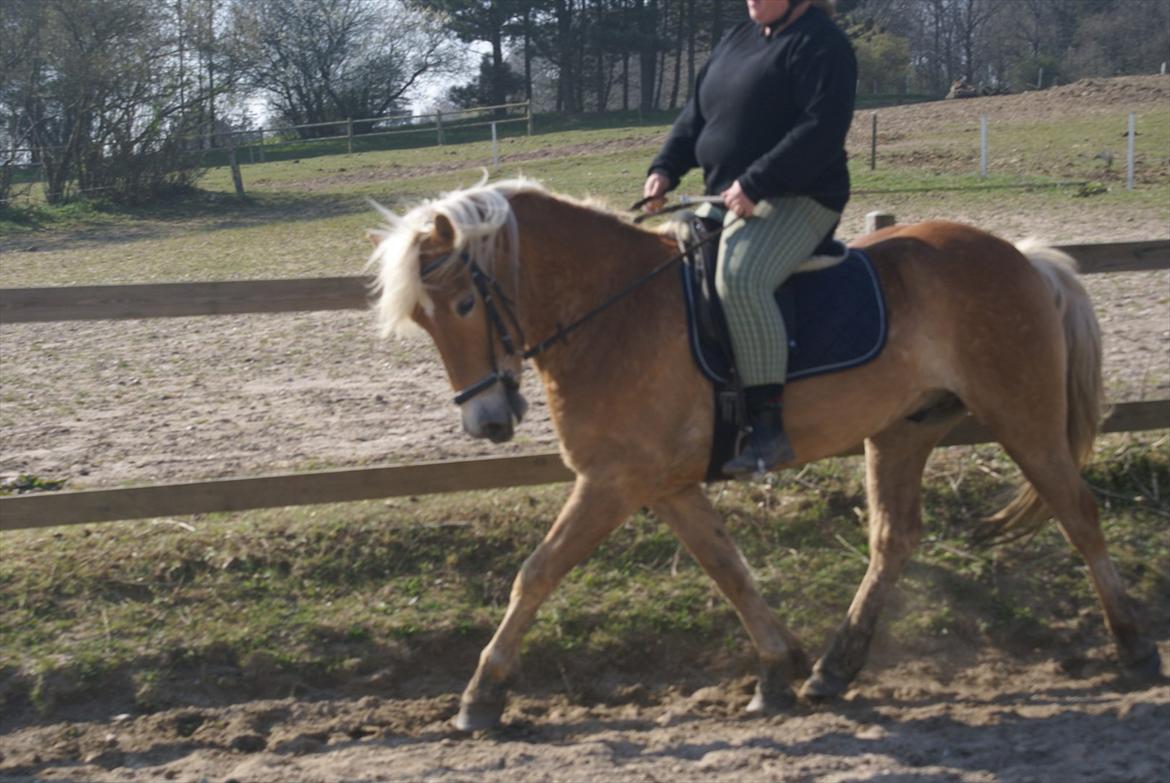 Haflinger Absalon Gasse - 7 gang med rytter billede 4