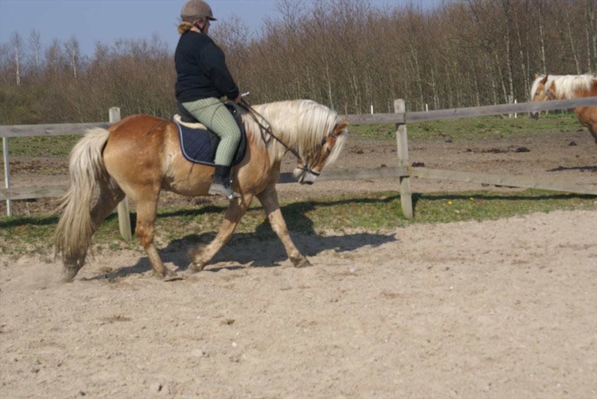 Haflinger Absalon Gasse - 7 gang med rytter billede 3