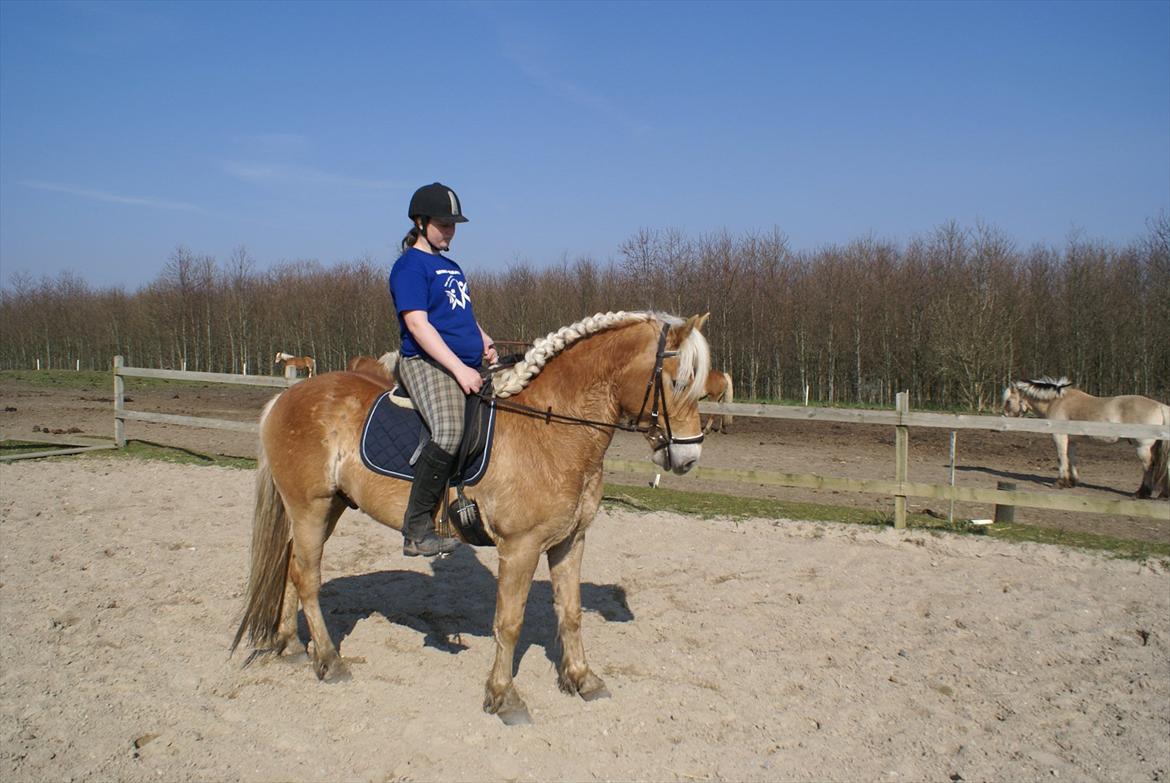 Haflinger Absalon Gasse - d. 19 april, så smuk billede 2