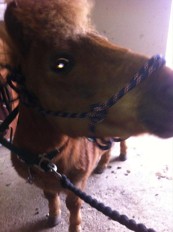 Shetlænder Emil!<33 - Min Bieber Og Min Hest Med Min rebgrime Love you!<33 billede 6