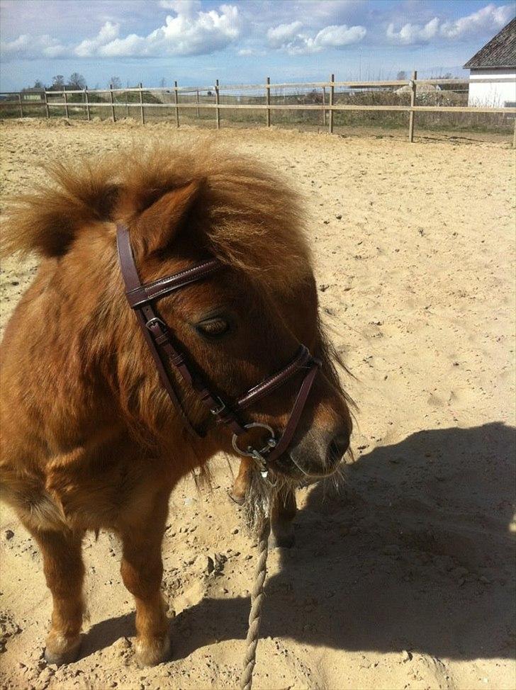 Shetlænder Emil!<33 - Hmm Hvad er det??!<33 billede 7